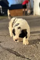 Snoopy, a female Saint Bernard for sale in Arkansaw, WI – Photo 4 of 6
