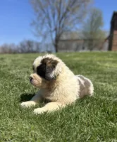 Snoopy, a female Saint Bernard for sale in Arkansaw, WI – Photo 5 of 6