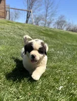 Snoopy, a female Saint Bernard for sale in Arkansaw, WI – Photo 2 of 6