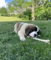 Betty, a female Saint Bernard for sale in Arkansaw, WI – 2 of 8