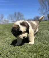 Hercules, a male Saint Bernard for sale in Arkansaw, WI – Photo 2 of 7