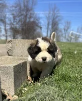 Hercules, a male Saint Bernard for sale in Arkansaw, WI – Photo 3 of 7
