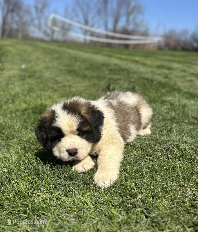 Hercules – Saint Bernard puppy for sale in Arkansaw, WI