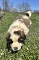 Hercules, a male Saint Bernard for sale in Arkansaw, WI – Photo 6 of 7