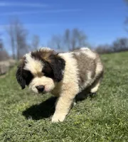 Hercules, a male Saint Bernard for sale in Arkansaw, WI – Photo 4 of 7