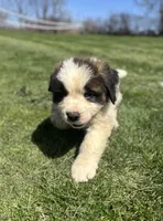 Hercules, a male Saint Bernard for sale in Arkansaw, WI – Photo 7 of 7