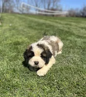 Hercules, a male Saint Bernard for sale in Arkansaw, WI – Photo 5 of 7