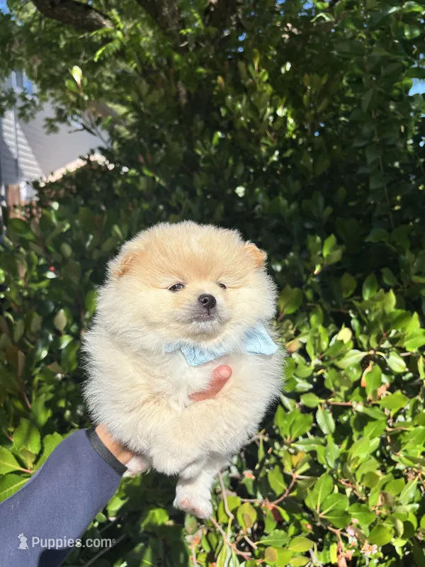 Woody – Pomeranian puppy for sale in Napa, CA