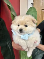 Woody, a male Pomeranian for sale in Napa, CA – Photo 2 of 5