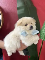 Woody, a male Pomeranian for sale in Napa, CA – Photo 3 of 5