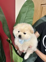 Woody, a male Pomeranian for sale in Napa, CA – Photo 1 of 5