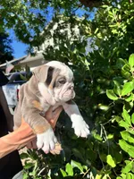 Chubs, a male English Bulldog for sale in Napa, CA – 1 of 6