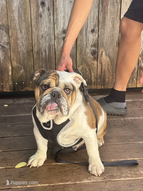 Estrella  – English Bulldog puppy for sale in Napa, CA