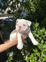 Icy, a male English Bulldog for sale in Napa, CA – 1 of 4