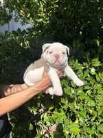 Icy, a male English Bulldog for sale in Napa, CA – 2 of 4