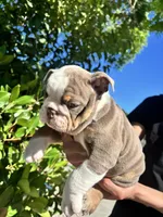 Chubs, a male English Bulldog for sale in Napa, CA – 3 of 6