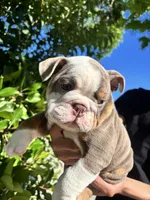 Chubs, a male English Bulldog for sale in Napa, CA – 4 of 6