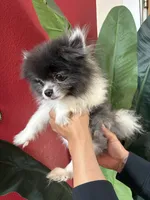 Leo, a male Pomeranian for sale in Napa, CA – 2 of 3