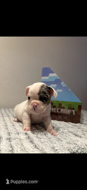 Bluey – English Bulldog puppy for sale in Napa, CA