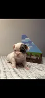 Bluey, a male English Bulldog for sale in Napa, CA – 1 of 1
