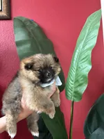 Coco Puffs, a male Pomeranian for sale in Napa, CA – Photo 5 of 6