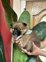 Coco Puffs, a male Pomeranian for sale in Napa, CA – Photo 4 of 6