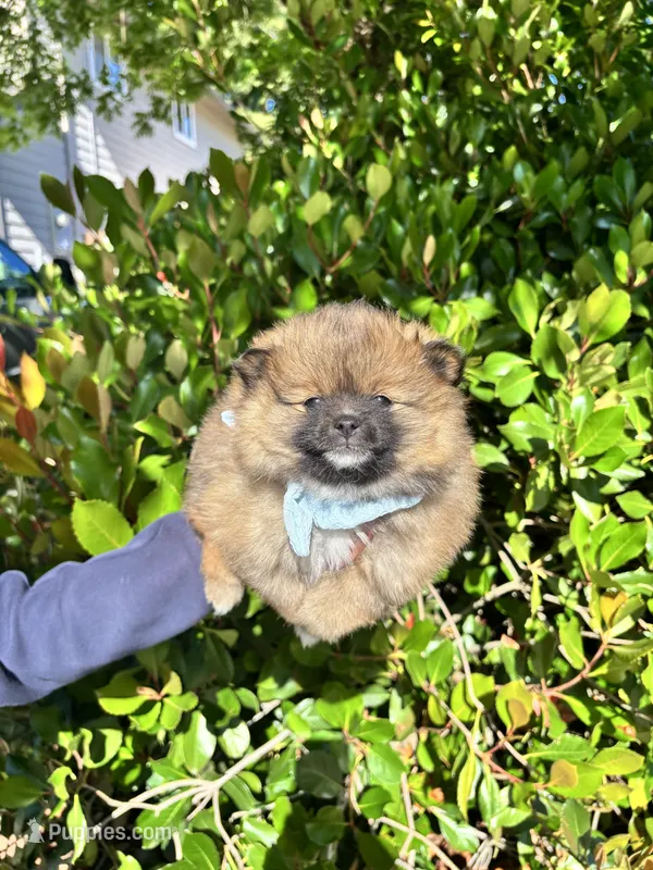 Coco Puffs – Pomeranian puppy for sale in Napa, CA