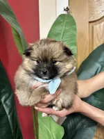 Coco Puffs, a male Pomeranian for sale in Napa, CA – Photo 3 of 6