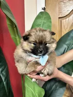 Coco Puffs, a male Pomeranian for sale in Napa, CA – Photo 2 of 6