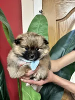 Coco Puffs, a male Pomeranian for sale in Napa, CA – Photo 1 of 6