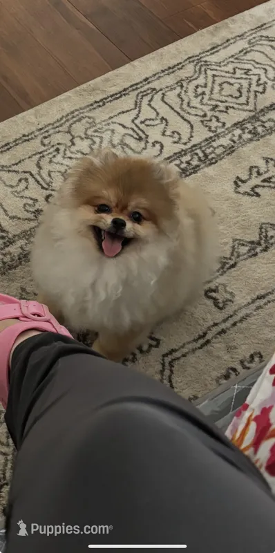 Khloe – Pomeranian puppy for sale in Napa, CA