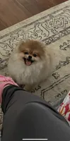 Khloe, a female Pomeranian for sale in Napa, CA – 1 of 1