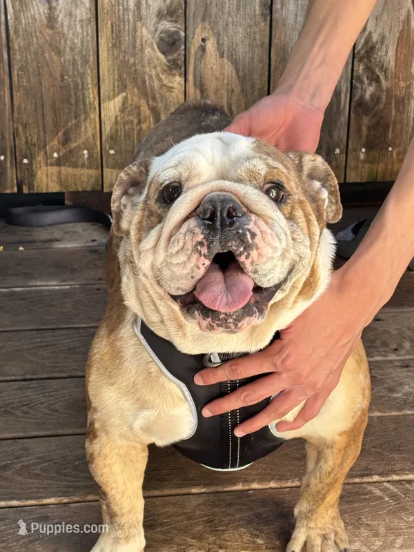 Lilly – English Bulldog puppy for sale in Napa, CA