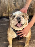 Lilly, a female English Bulldog for sale in Napa, CA – 1 of 4