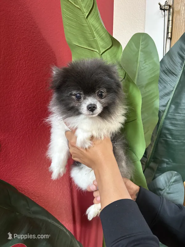 Leo – Pomeranian puppy for sale in Napa, CA