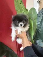 Leo, a male Pomeranian for sale in Napa, CA – 1 of 3