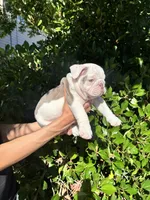 Icy, a male English Bulldog for sale in Napa, CA – 4 of 4