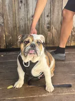 Estrella , a female English Bulldog for sale in Napa, CA – 2 of 3