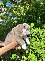 Chubs, a male English Bulldog for sale in Napa, CA – 5 of 6