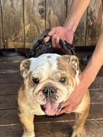 Lilly, a female English Bulldog for sale in Napa, CA – 2 of 4