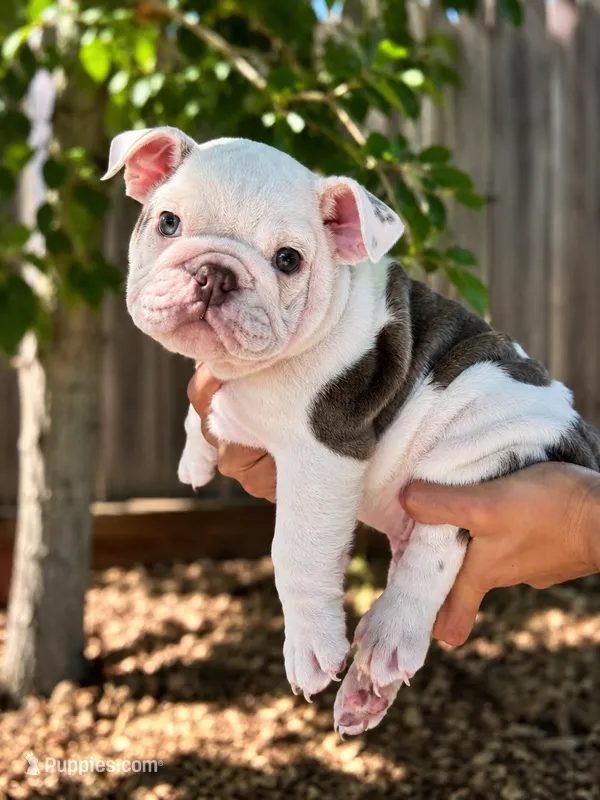 Icy – English Bulldog puppy for sale in Napa, CA