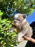 Chubs, a male English Bulldog for sale in Napa, CA – 6 of 6
