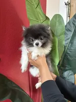 Leo, a male Pomeranian for sale in Napa, CA – 3 of 3