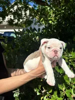 Icy, a male English Bulldog for sale in Napa, CA – 3 of 4