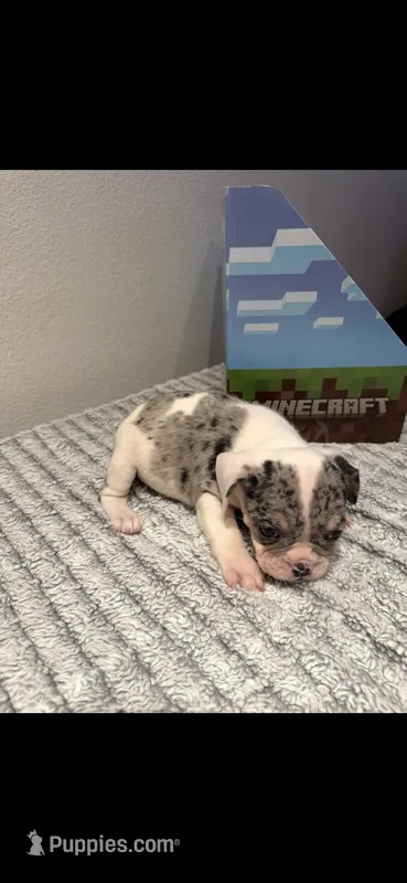 Coco – English Bulldog puppy for sale in Napa, CA