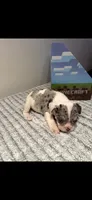 Coco, a female English Bulldog for sale in Napa, CA – 1 of 1