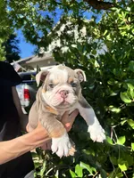 Chubs, a male English Bulldog for sale in Napa, CA – 2 of 6