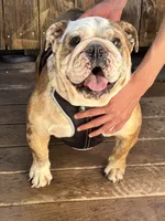 Lilly, a female English Bulldog for sale in Napa, CA – 3 of 4