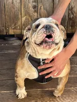 Lilly, a female English Bulldog for sale in Napa, CA – 4 of 4