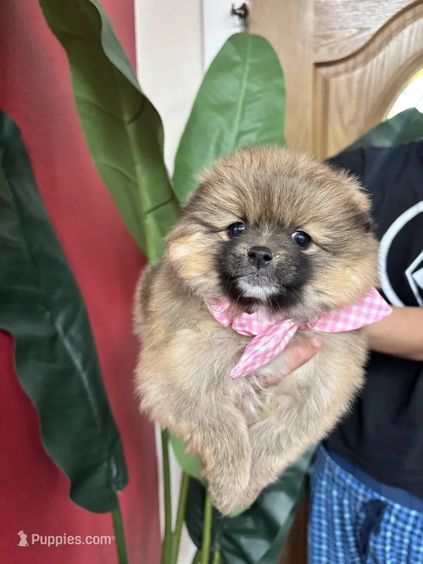 Chanel , a female Pomeranian for sale in Napa, CA – Photo 1 of 6